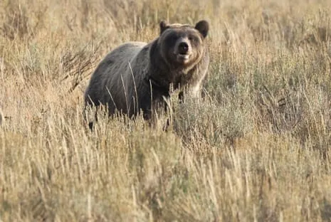 Trail Walker Attacked by Bear in Yellowstone Flown to Trauma Center